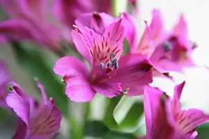 Incas: Alstroemeria