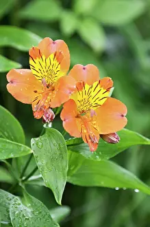 Flaming: Alstroemeria