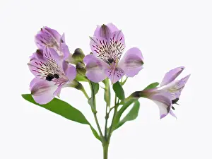 Incas: Alstroemeria