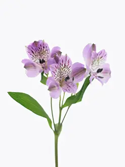 Alstroemeria