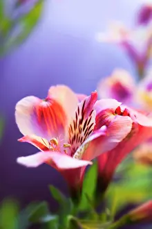 Incas: Alstroemeria