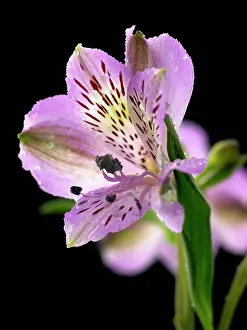 Moisture: Alstroemeria