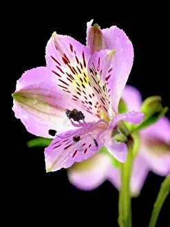 Moisture: Alstroemeria