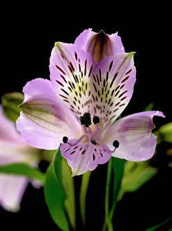 Incas: Alstroemeria