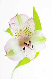 Incas: Alstroemeria