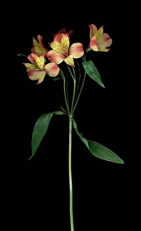 Incas: Alstroemeria