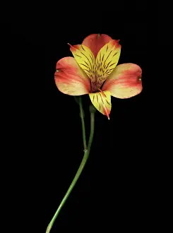 Incas: Alstroemeria