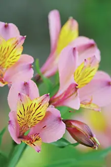 Incas: Alstroemeria