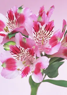 Incas: Alstroemeria