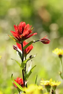 Peruvian: Alstroemeria