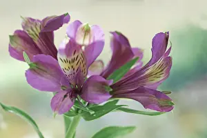 Incas: Alstroemeria Perfect blue, flowers against soft focus back