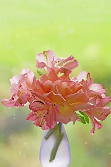 Incas: Alstroemeria, Peruvian lily