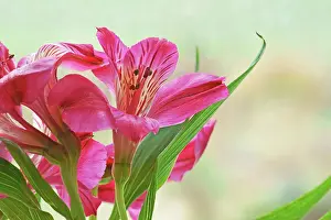 Incas: Alstroemeria, Peruvian lily