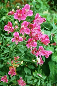 Alstroemeria: Alstroemeria / Peruvian Lily - in flower, pink