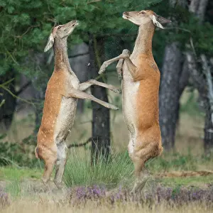 251020: Alt animals in dispute of the red deer ( Cervus