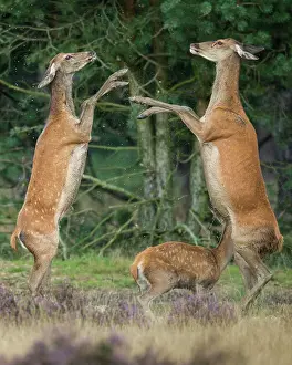 251020: Alt animals in dispute of the red deer ( Cervus