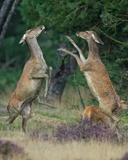 251020: Alt animals in dispute of the red deer ( Cervus