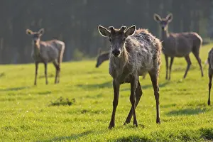 Silhouettes: Altai maral, Altai wapiti or Altai elk