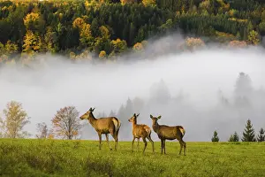 Wapiti: An Altai maral hind with two calves, Altai wapiti or Altai