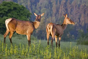 Lights: Two Altai maral hinds