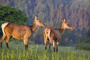 Lights: Two Altai maral hinds