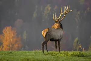 Lights: An Altai maral stag