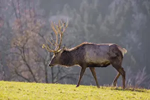 Wapiti: An Altai maral stag