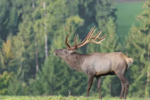 Early: An Altai maral stag (Altai wapiti or Altai moose) (Cervus canadensis sibiricus)