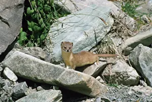 Joanna Van Gruisen: Altai / Mountain / Pale Weasel