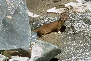 Joanna Van Gruisen: Altai'/ Mountain / Pale Weasel