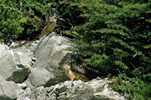 Outs: Altai'/ Mountain / Pale Weasel