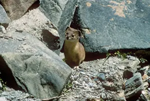Weasels: AltaiS/ Mountain / Pale Weasel
