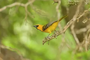 Orioles: Altamira Oriole