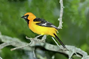 Orioles: Altamira Oriole
