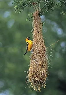 Icterus: Altamira Oriole