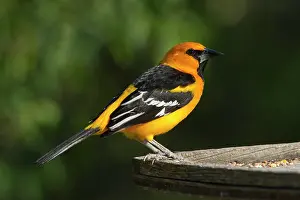 Oriole: Altamira Oriole (Icterus gularis) adult