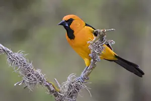 Oriole: Altamira Oriole (Icterus gularis), Texas, USA