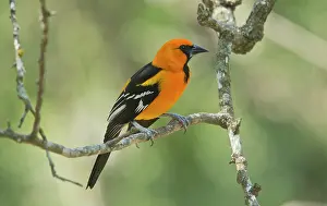 Oriole: Altamira Oriole - perched on branch