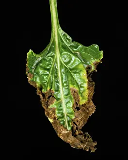 Weak: Alternaria Leaf Spot necrosis on Beet leaf