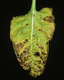 Weak: Alternaria Leaf Spot on Sugar Beet leaf