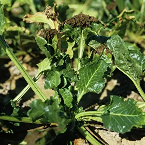 Weak: Alternaria Leaf Spot on Sugar Beet plants
