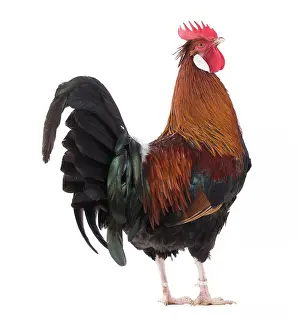 Caruncles: Altsteirer Chicken Cockerel / Rooster