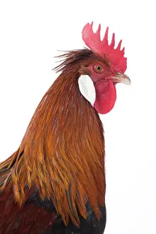Caruncles: Altsteirer Chicken Cockerel / Rooster