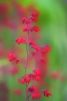 Heuchera: Alum Root