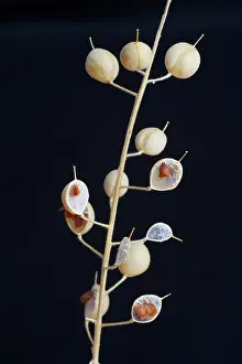 Alyssum: Alyssum