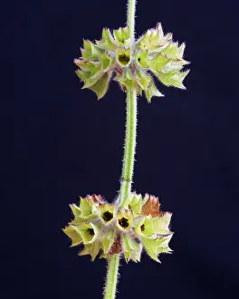 Final: Alyssum