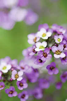 Alyssum: Alyssum