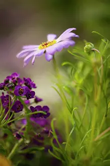 Alyssum: Alyssum