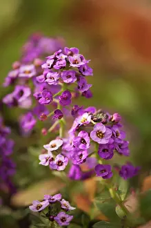 Alyssum: Alyssum