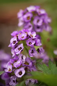 Alyssum: Alyssum